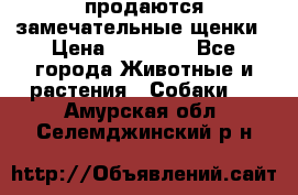 продаются замечательные щенки › Цена ­ 10 000 - Все города Животные и растения » Собаки   . Амурская обл.,Селемджинский р-н